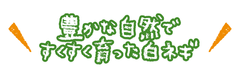 山口県の美味しい白ネギ農家