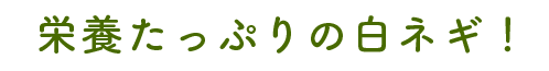 栄養たっぷりの白ネギ！